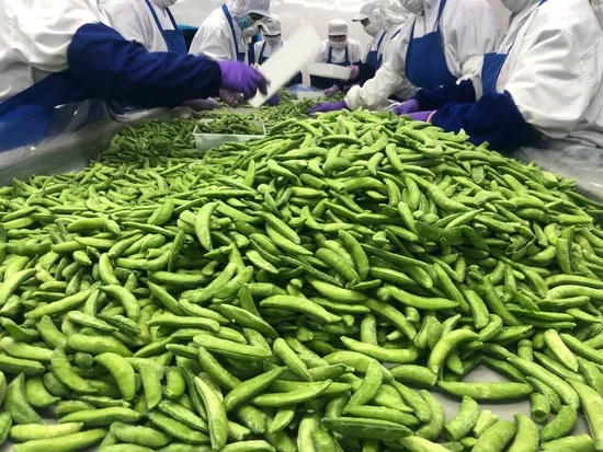 Fournisseur certifié BRC/Halal/Sedex de légumes surgelés IQF, conditionnés pour le secteur Horeca, pois mange-tout IQF, pois mange-tout surgelés, pois de senteur, SSP avec certificat d'authenticité tiers