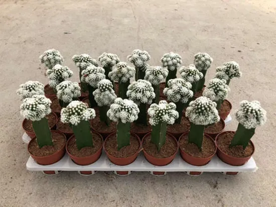 Plante de cactus Mammillaria Vetula Ssp. Gracilis Cactus plantes vivantes décor pour la maison en gros
